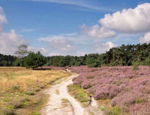 Vakantie in eigen land: 5 fietsroutes voor de zomer van 2025
